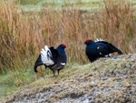 Black Grouse