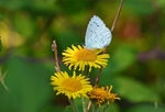 Holly Blue