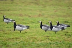 Barnacle Geese