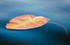 Lily Pad #1--Rankin River System