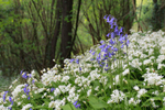 Bluebells and Wild Garlic