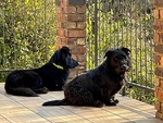 Flynn on the left & Bonnie on the right
