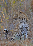 Male  leopard