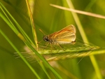 Small Skipper