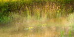 SEPTEMBER MIST - NORFOLK COUNTY