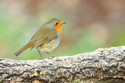 Robin on a Frosty log