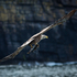 White-tailed Eagle