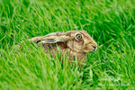 Hare 150613 13