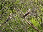 Red Kites