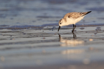 Sanderling foraging as sea recedes, Fort De Soto, Florida
