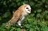 Barn Owl