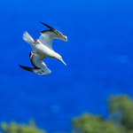 Red-footed Booby (adult) diving, Kilauea Point, Kauai