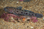 Thorogobius ephippiatus