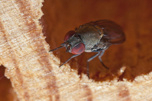Loitering at a "Bee Hotel" that was attracting the Red Mason Bee - [i]Osmia bicornis[/i] (=[i]Osmia rufa[/i]). Warwic…