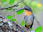 Cape Robin-chat portfolio