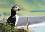 Puffin