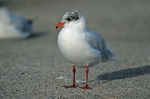 Mediterranean Gull