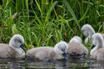 Swan & Cygnets - Exploring and feeding 6