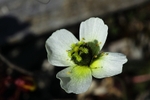 Svalbard Poppy 2613