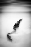Sea Snake II
