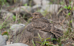 Savanna Nightjar
