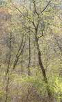 SPRING portfolio