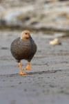 Upland Goose portfolio