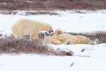 Polar Bears pause during fight, Churchill