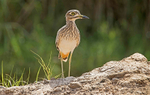 Senegal Thick Knee