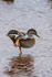 Mallard Duck - DSC_6430