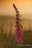 Foxglove at Sunset. Ref 2812