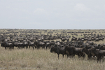 Migration