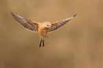 Linnet (male) hovering, Claret, Spain