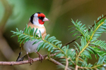 goldfinch Carduelis carduelis-4978