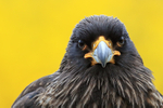 Striated Caracara head close front view, Carcass Island, Falklands