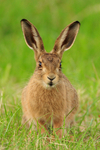 Brown Hare, close view at Otmoor RSPB