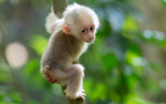 Stump-tailed Macaque baby