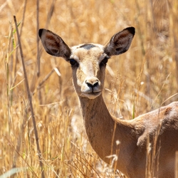 Kudu