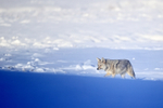Coyote moves up shadowed slope in winter, Yellowstone, Wyoming