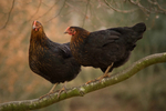 Frear-Hens