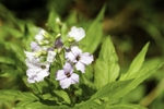 Cardamine Vercors