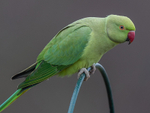 Rose-Ringed Parakeet