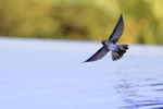 Cave Swiftlet portfolio
