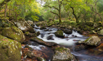 Dewerstone Woods