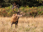 Red Deer
