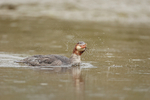 Common Merganser shaking head, Silver Salmon Creek, Alaska