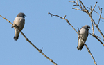 Ashy Swallow