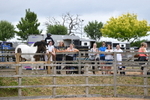 WJ5_6936