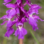 Early Purple Orchid (Orchis mascula)