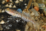 Pomatoschistus pictus